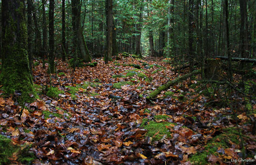 trail
